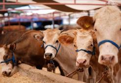 Bayramda 3 milyon 350 bin kurbanlığın kesilmesi bekleniyor