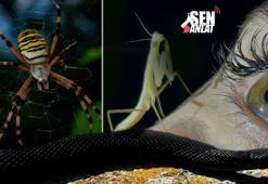 Büyük bir şans! 7 gün önce Samsun'da herkesin göremediğini gördü: 'Simsiyahtı'