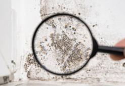 Silikona yapışan küf 5 dakikada su gibi akacak! 2 malzemeyle duşakabin parlasın