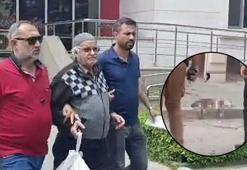 Savcılık itiraz etti! Sokak kedisini pompalı tüfekle öldüren şüpheli hakkında flaş karar