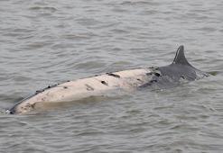 Bir haftada 6 gri balina ölü bulundu