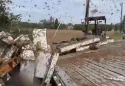 Washington'da alarm! 250 milyon arı kaçtı