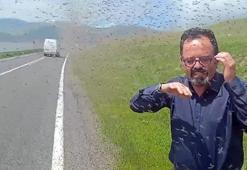 Bir anda sinek sürüsünün içinde kaldılar! Kentte ürküten istila