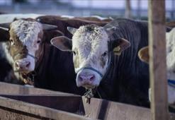 Et ve Süt Kurumu, kurban pazarlarında satılamayan hayvanları satın alacak