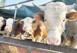 Küçükbaş 13 bin TL büyükbaş 80 bin TL’den başlıyor