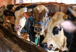 Diyanet uyardı! 'Bayram namazı öncesi kesilen kurbanlar geçersizdir'