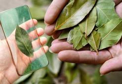 Şans kapıyı defneyle çalıyor! Telefon kılıfına koyun, gençlerin yeni favorisi