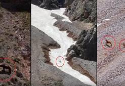 Her şey saniye saniye kaydedildi! Yürek burkan av