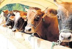 Yetkisiz kasaplara dikkat! Ucuza işlem yaptırayım derken sağlığınızdan olmayın