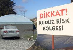 4 mahallede kuduz karantinası: Köpekler toplanmaya başladı