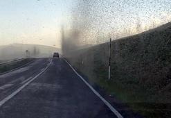 Kentte bir anda ortaya çıkan sinekler hortum oluşturdu