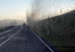 Kentte bir anda ortaya çıkan sinekler hortum oluşturdu