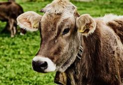 BAYRAMDA KURBAN NE ZAMAN KESİLİR? Kurban kesimi ne zaman başlar, ne zaman biter? Arefe günü kurban kesilir mi?