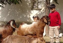 Çobanlıktan şampiyonluğa: Televizyonun altındaki yazılarla okumayı öğrendi
