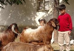 Çobanlıktan şampiyonluğa: Televizyonun altındaki yazılarla okumayı öğrendi