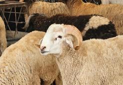 Fas'ta kurban kesimine ilişkin tüm faaliyetler durduruldu