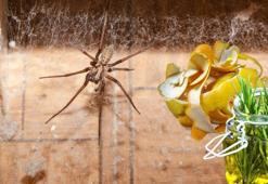 Örümcekler bu kokuya tahammül edemiyor! Pencere önüne koyun, yaz boyu rahat edin