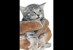 Canlar söz konusuysa dünya durur!