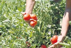 Sofralara sağlık ve bereket katıyor