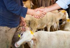 Kurbanlık hayvan nasıl kesilir? Kurban ne zaman, bayramın kaçıncı gününe kadar kesilir?