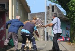 Kızgın boğa dehşeti yaşattı: Kasabın ölümden döndüğü anlar kamerada