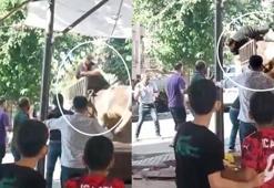 Kızgın boğa kasaba dehşeti yaşattı!