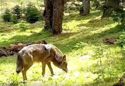 Türk mitolojisinde kutsal kabul ediliyor: Bozkurt fotokapana yakalandı