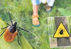 İstanbul’da kene uyarısı! KKKA riski düşük, Lyme’a dikkat