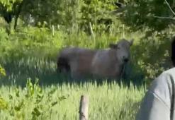 Kurbanlıklar firar etti: Ortalık birbirine girdi