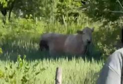 Bolu'da kurbanlık dana tarlaya kaçtı, köylüler seferber oldu