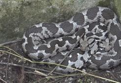 Kentte büyük panik! 3 büyük dev yılan alarma geçirdi, hepsi zehirli