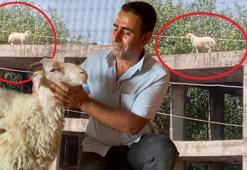 Kuzuyken alıp besledi! Satılmak istenince öyle bir şey yaptı ki sahibi vazgeçti