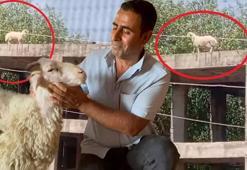 Kuzuyken alıp besledi! Satılmak istenince öyle bir şey yaptı ki sahibi vazgeçti