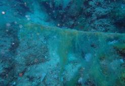 10 kişilik ekip denize daldı, kameralar şok manzarayı kaydetti! ‘Durum iyi değil’