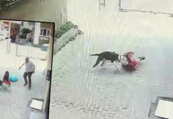 Ataşehir'de korku dolu anlar! Pitbull cinsi köpek çocuğa saldırdı