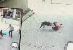 Ataşehir'de korku dolu anlar! Pitbull cinsi köpek çocuğa saldırdı