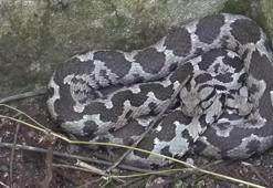 3 büyük dev yılan alarma geçirdi