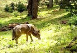 Nesli tükenmekte olan Bozkurt fotokapana yakalandı