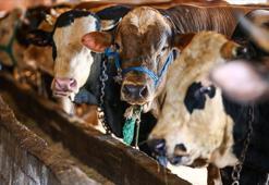 ESK karantina sebebiyle pazarlara sevk edilemeyen sağlıklı kurbanlıkları da satın alacak
