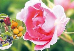 Komisyon zirai don listesi için 4 ürün daha önerdi