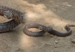 Tunceli’de dev yılan dehşeti! Bir anda saldırdı