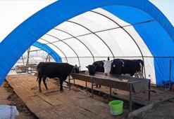 Kurbanlık satışlarının sona ermesiyle hayvan pazarlarındaki çadırlar toplanıyor