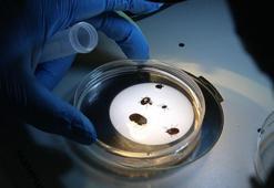 Tokat'ta korkutan keşif! Çin kökenli: '30'dan fazla hastalık taşıyor'