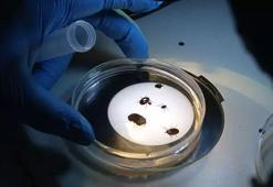 Tokat'ta korkutan keşif! Çin kökenli: '30'dan fazla hastalık taşıyor'