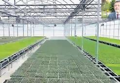 Karadeniz’de iki dev serada üretim başladı