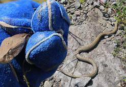 Yılanlar ortaya çıktı, panik başladı! Uzman isim uyardı: Öldürmek daha tehlikeli