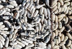 Bayram dolayısıyla 3 milyonun üzerinde kurbanlık satıldı