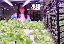 Toprak yok, pestisit sıfır! Perde fabrikasında üretiyor: 'Suda marul 30 kat verimli'