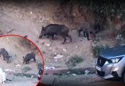 Hatay'da yaban domuzları yerleşim alanına indi! O anlar kameraya yansıdı