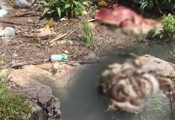 İnanılmaz görüntü! Kurban derileri sulama kanalında yüzüyor: Çıplak ayakla gezmeyin